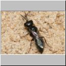 Diodontus minutus - Grabwespe w01 5mm.jpg